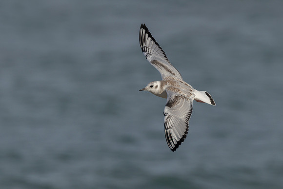 Bonaparte's Gull in flight over a Lake Huron beach in autumn