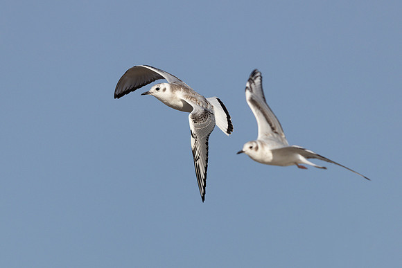 Pair of Bonaparte's Gulls in flight over a Lake Huron beach in a
