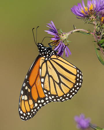 Monarch butterfly nectaring on a New England Aster in autumn - O