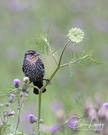 Immature male Red-winged Blackbird perched on a Wild Carrot stem