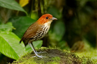 Antpittas