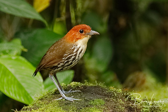 Chestnut-crowned Antpitta (Grallaria ruficapilla) - Ecuador