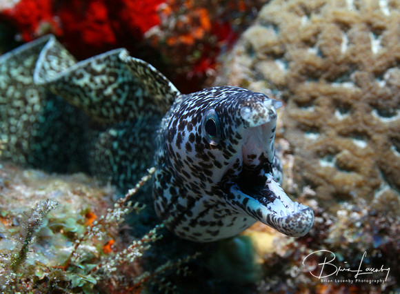 Spotted Moray