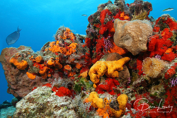 Cozumel Reef
