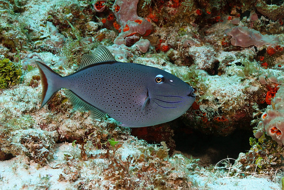 Sargassum Triggerfish