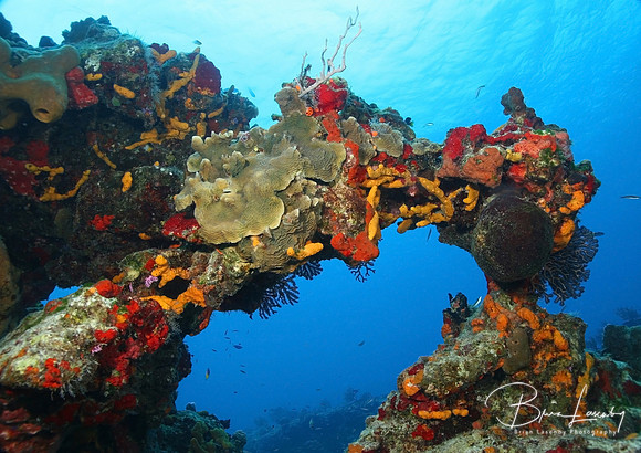 Coral Arch