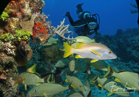 Schoolmaster with Diver in background - Cozumel