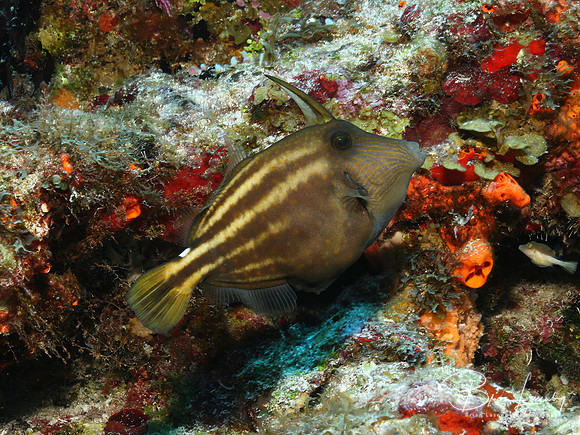 Orange spotted filefish 2544