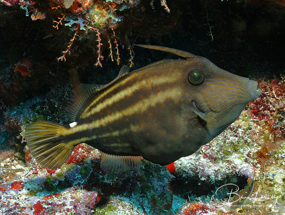 Orange spotted filefish 2546 lighting
