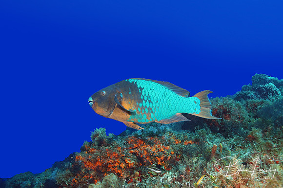 Rainbow Parrotfish