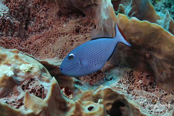 Sargassum Triggerfish