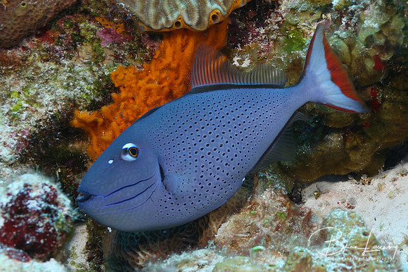 Sargassum Triggerfish