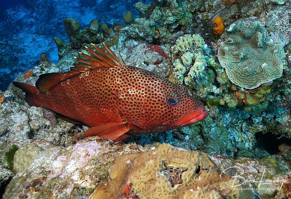 Red Hind
