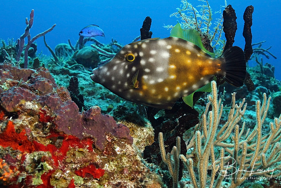 White spotted Filefish