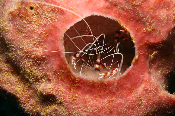 Banded Coral Shrimp