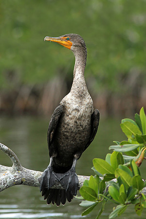Double-crested Cormorant