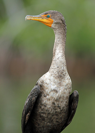 Double-crested Cormorant