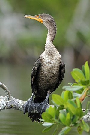 Double-crested Cormorant