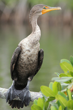 Double-crested Cormorant
