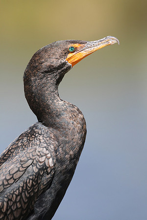 Double-crested Cormorant
