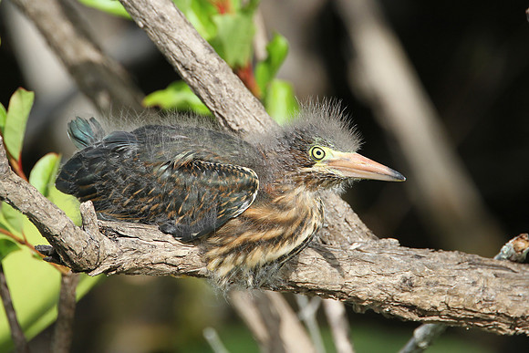 Green Heron