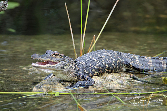 Stock Alligator 0574