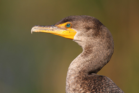 Double-crested Cormorant
