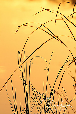 Grasses at Sunrise