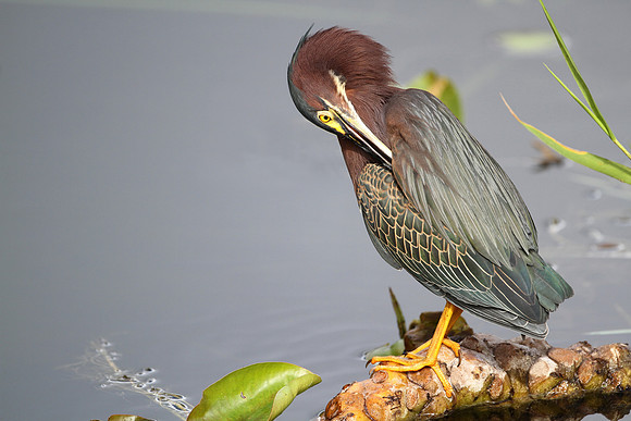Green Heron