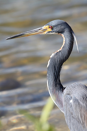 Tricolored Heron