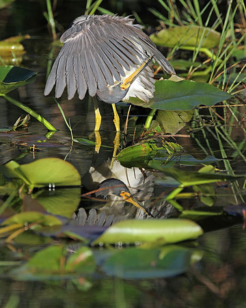 Tricolored Heron