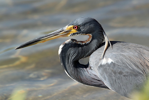 Tricolored Heron