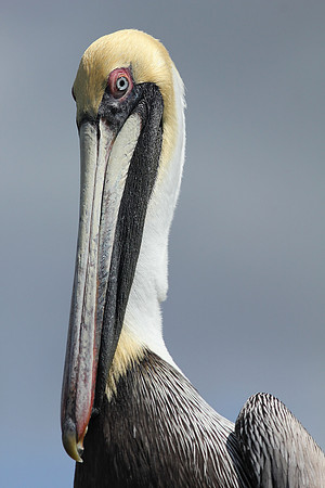 Brown Pelican