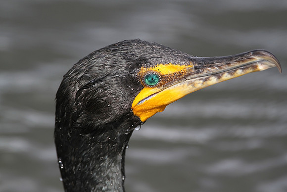 Double-crested Cormorant