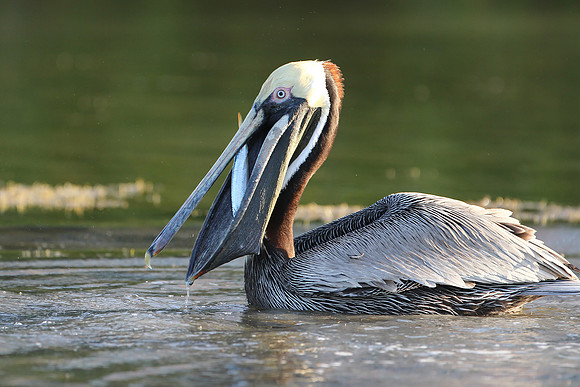 Brown Pelican