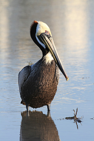 Brown Pelican