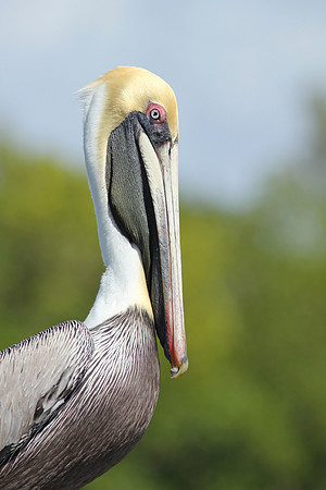 Brown Pelican