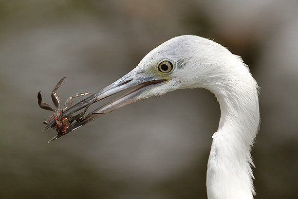 Reddish Egret - White Phase