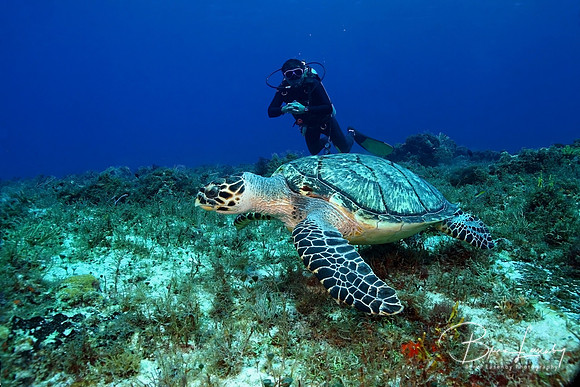Diver and Hawksbill Turtle - Cozumel