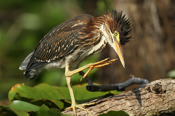 Green Heron