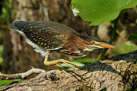 Green Heron