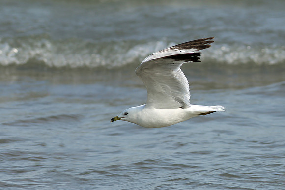 Ring-billed Gull