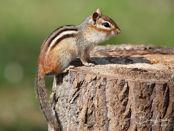 Eastern Chipmunk on a Tree Stump at a Campsite