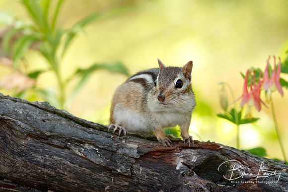 Eastern Chipmunk