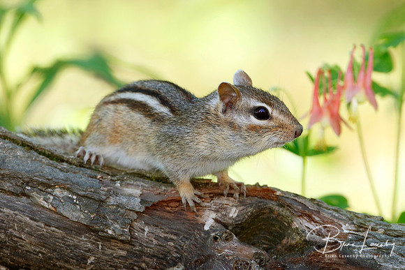 Eastern Chipmunk and Wild Columbine