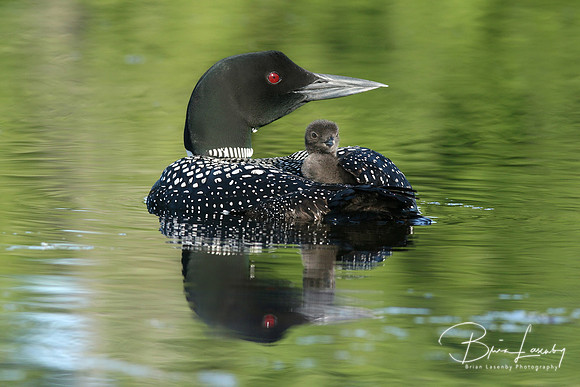 Common Loon Chick Riding on Parent's Back