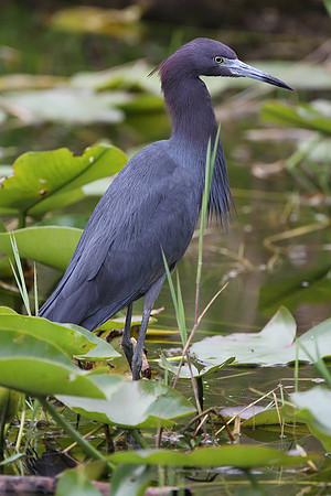 Little Blue Heron