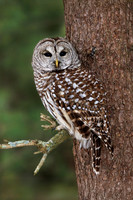 Barred Owl - Lambton Shores, Ontario