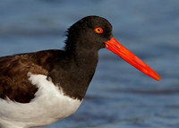 Closeup of an American Oystercatcher - St. Petersburg, Florida