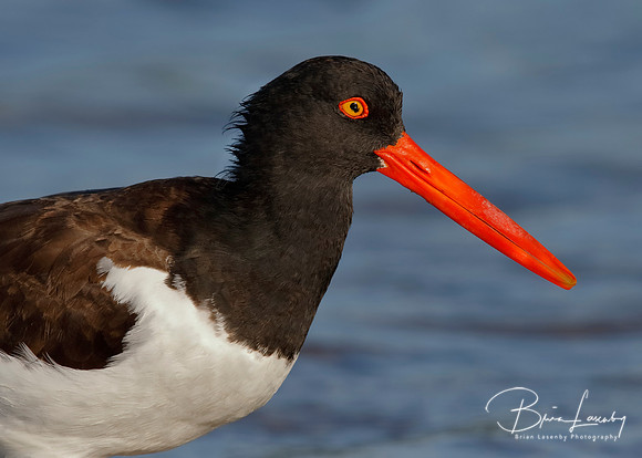 Closeup of an American Oystercatcher - St. Petersburg, Florida